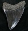 Megalodon Tooth - Medway Sound #9423-2